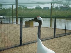 -盐城丹顶鹤湿地生态旅游区