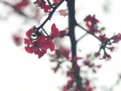 -蕃茄述·好汤自然来(上善熙店)