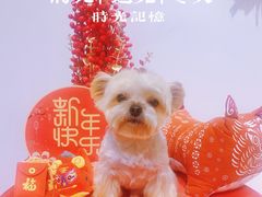 -佐罗家宠物馆·猫文化馆(紫霞路店)