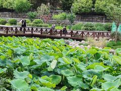 -莲湖公园