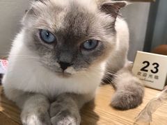 -藏猫猫咖啡主题馆(中央大道店)