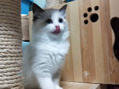 -Bastet sally猫舍购宠(静安店)