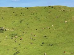 -大姆山草场