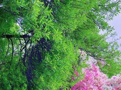 -深圳国际园林花卉博览园