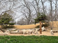 -北京野生动物园