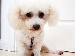 -翊宠yipet猫狗购宠庄园犬舍•猫舍