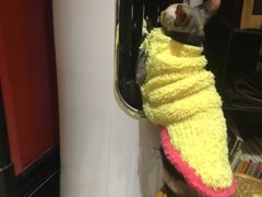 -猫色咖啡·猫咖