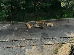 -大连森林动物园