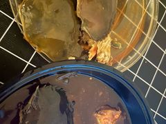 -蜀都冒菜·酱蟹生腌