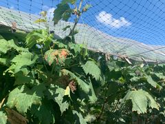 -马陆小张葡萄园农家乐