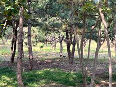 -永定河休闲森林公园