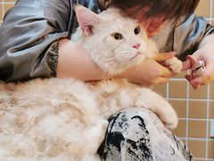 -十年猫舍·猫咪专门店(普陀店)