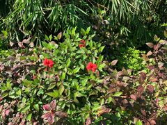 -金鸡岭桥头公园