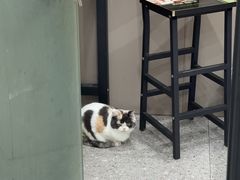 -四月宠物医院·猫专科·心脏专科·内科(转塘店)