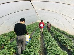 -小鱼草莓采摘园农家乐·小鱼餐厅