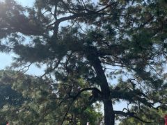 -船政文化景区-罗星塔公园