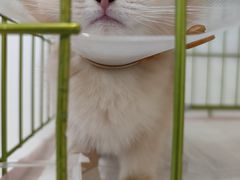 -萌兽医馆·眼科·异宠专科(三里屯店)