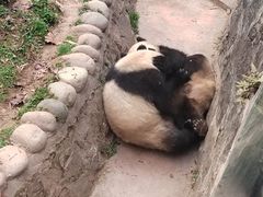 -都江堰中华大熊猫苑