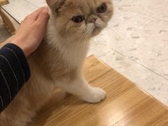 -飞行喵MR PILOT|猫舍·猫咖(静安大融城店)