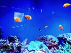 -上海海洋水族馆