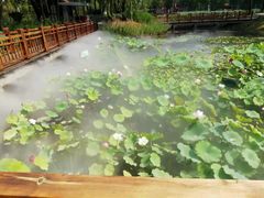 -微山湖红荷湿地景区