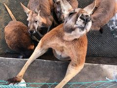 -西霞口神雕山野生动物世界