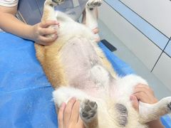 -中农国际动物医院24小时·猫科·骨科·急重症中心