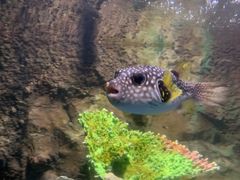 -太平洋海底世界