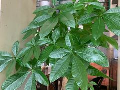 -不相离盐帮菜(郎园店)