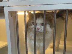 -十月米努特矮脚猫舍
