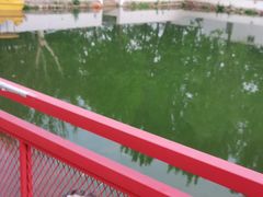 -向外鱼乐·土菜·虹鳟鱼