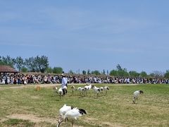 -盐城丹顶鹤湿地生态旅游区