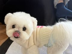 -帕帕拉兹宠物(亚洲旗舰店)