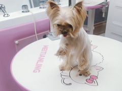 -FAELING PETS美天灵宠物(富力广场店)