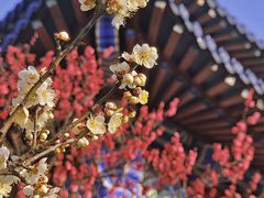 -梅花山(明孝陵内)