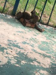 -萌宠亲子动物乐园(槐房万达店)