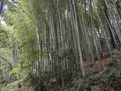 -西湖风景区十里琅珰-五云山