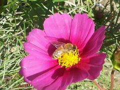 -武清南湖绿博园