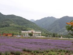 -曲江薰衣草庄园