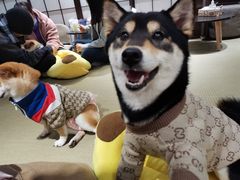-逗柴咖啡屋·狗咖猫咖宠物桌游