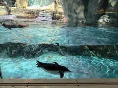 -帝企鹅自助餐厅•儿童岛•真企鹅(长隆企鹅酒店)