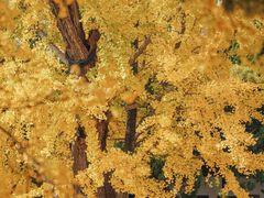 -苏州碑刻博物馆