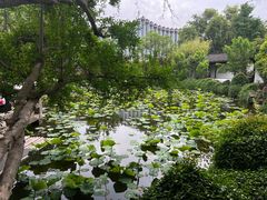 -上海醉白池公园