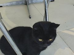 -怪兽屋·羊驼·猫咖·狗咖(俊华广场店)