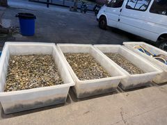 -老虎滩大连海鲜烧烤(建邺云锦路总店)