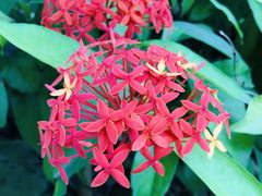 -西双版纳基诺山寨