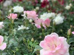 -人民公园(罗湖区)