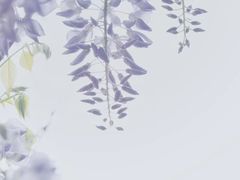 -嘉定紫藤园