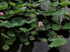 -荔湾湖公园