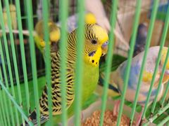 -清平路水族市场